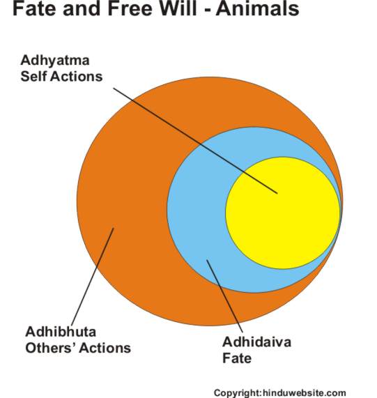 Fate and free will in case of animals